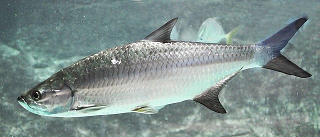 Atlantic Tarpon Megalops atlanticus