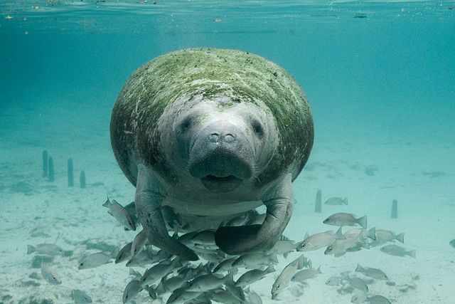 Florida manatee