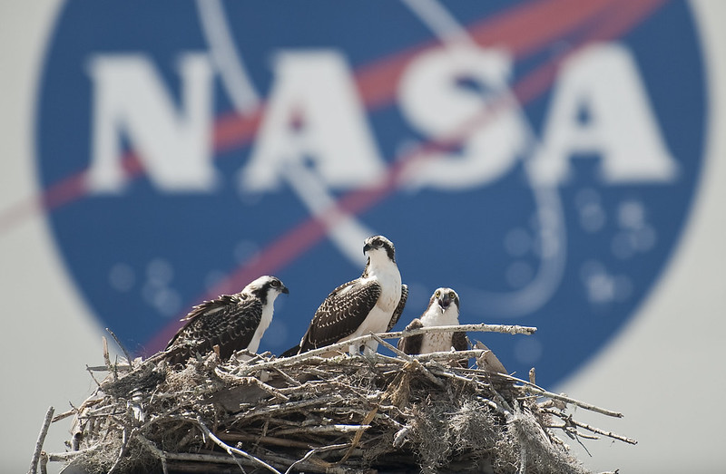 American Eagles nest at NASA Kennedy Space Center