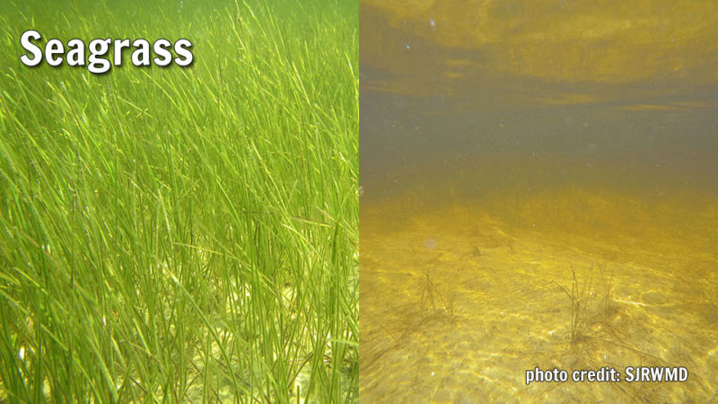 Indian River Lagoon seagrass before and after.