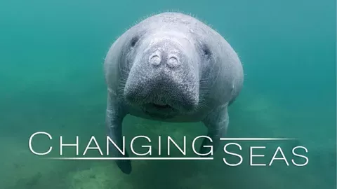 Florida's Starving Manatees